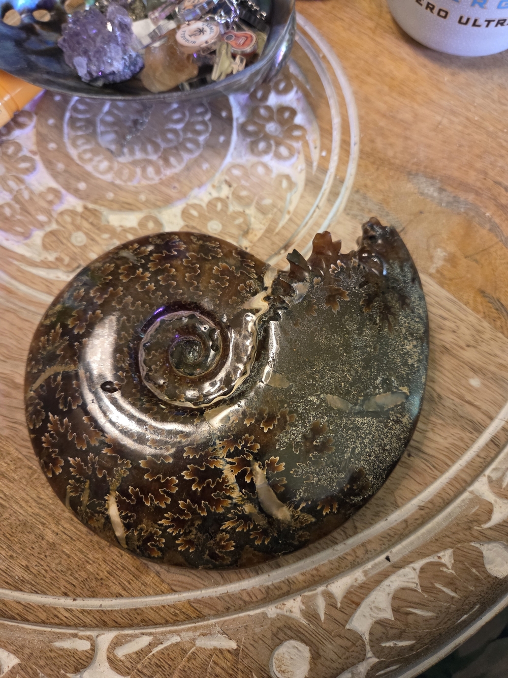 Polished Ammonite Fossil Home Art - Brown Decorative Accent
